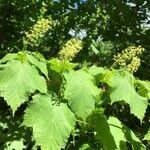 Acer spicatum flower picture by carl castilloux (cc-by-sa)