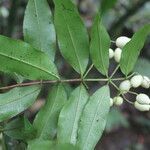 Myrcia splendens leaf picture by Nelson Zamora Villalobos (cc-by-nc)