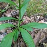 Chamaelirium luteum leaf picture by Ryan Elliott (cc-by-sa)