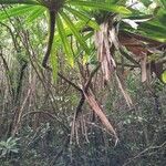 Pandanus purpurascens habit picture by Sarami (cc-by-sa)