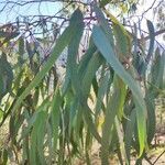 Eucalyptus globulus leaf picture by ssaevan (cc-by-sa)