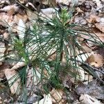 Pinus strobus leaf picture by Jane Leff (cc-by-sa)