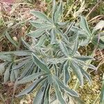 Lupinus luteus leaf picture by Prieta Javier (cc-by-sa)