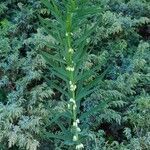 Polygonatum verticillatum habit picture by Daniel Barthelemy (cc-by-sa)