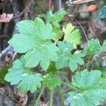 Saxifraga geranioides leaf picture by Francois Mansour (cc-by-sa)