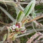 Polygonum maritimum fruit picture by farigola1950 (cc-by-sa)