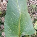 Senecio bonariensis leaf picture by Trap Hers (cc-by-sa)