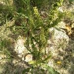 Rumex longifolius flower picture by Cesar Gonzalez (cc-by-sa)