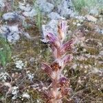 Orobanche pubescens d'urv. flower picture by Angelos (cc-by-sa)