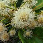 Codia discolor flower picture by Richard Chesher (cc-by-sa)