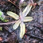 Pinguicula lusitanica leaf picture by Diego Alex (cc-by-sa)