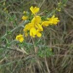 Genista scorpius flower picture by didier34 (cc-by-sa)