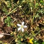 Arenaria erinacea flower picture by Diego Alex (cc-by-sa)