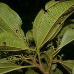 Miconia theizans leaf picture by Nelson Zamora Villalobos (cc-by-nc)