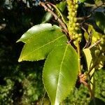 Prunus lusitanica leaf picture by Christophe Gautreau (cc-by-sa)