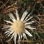 Carlina acaulis habit picture by Daniel Barthelemy (cc-by-nc)