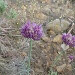 Allium acutiflorum flower picture by huy HO (cc-by-sa)