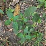 Synedrella nodiflora habit picture by prasantahembram (cc-by-sa)