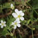 Arenaria montana leaf picture by Nicolas Boulay (cc-by-sa)