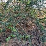 Maerua decumbens habit picture by susan brown (cc-by-sa)