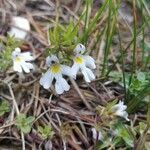 Euphrasia cuspidata flower picture by jack (cc-by-sa)