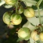 Euonymus fortunei fruit picture by Tom Flower (cc-by-sa)