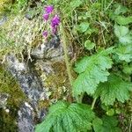 Primula matthioli flower picture by Roberta Benetti (cc-by-sa)