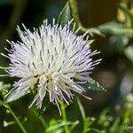 Carthamus dianius flower picture by Manuel Hernández (cc-by-sa)