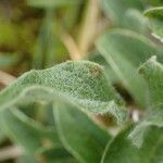 Salix pyrenaica leaf picture by Sylvain Piry (cc-by-sa)