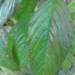 Amaranthus caudatus leaf picture by sirsawsiss (cc-by-sa)