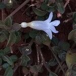 Barleria ventricosa flower picture by Maarten Vanhove (cc-by-sa)