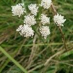 Oenanthe lachenalii flower picture by gwado (cc-by-sa)