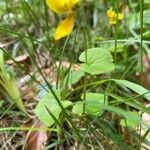 Viola biflora habit picture by grutz (cc-by-sa)