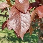 Prunus cerasifera leaf picture by zmei (cc-by-sa)