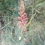 Orobanche rapum-genistae habit picture by Gabriel Mayrhofer (cc-by-sa)