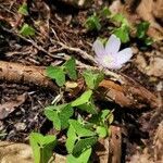 Oxalis montana leaf picture by Vicki Brown (cc-by-sa)