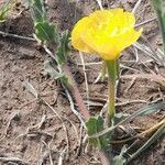 Oenothera odorata habit picture by Trap Hers (cc-by-sa)