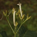 Palicourea calidicola flower picture by Nelson Zamora Villalobos (cc-by-nc)