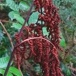 Osmunda regalis fruit picture by Pierre LEON (cc-by-sa)