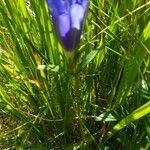 Gentiana pneumonanthe flower picture by chantal c (cc-by-sa)