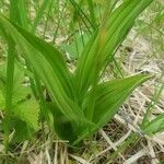 Cypripedium parviflorum leaf picture by George Annette (cc-by-sa)