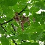 Fraxinus americana flower picture by Joshua Kuykendall (cc-by-sa)