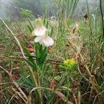 Lathyrus pannonicus flower picture by Hajnalka Aschenbrenner-Csákvári (cc-by-sa)