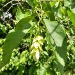 Ostrya virginiana fruit picture by William Wattles (cc-by-sa)