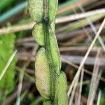 Baccharis sagittalis leaf picture by Fabien Anthelme (cc-by-sa)