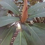 Ficus lutea leaf picture by zablon zablonlister (cc-by-sa)