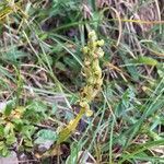 Pseudorchis albida habit picture by Fabien Anthelme (cc-by-sa)