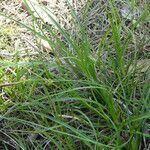 Carex distachya habit picture by Llandrich anna (cc-by-sa)