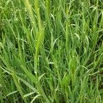 Hordeum murinum habit picture by Dieter Albrecht (cc-by-sa)