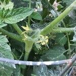 Solanum lycopersicum flower picture by Eli Small (cc-by-sa)